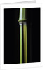 Phyllostachys arcana 'Luteosulcata' (bamboo) by Anonymous