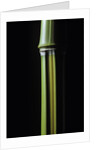 Phyllostachys arcana 'Luteosulcata' (bamboo) by Anonymous