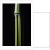Phyllostachys arcana 'Luteosulcata' (bamboo) by Anonymous