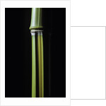Phyllostachys arcana 'Luteosulcata' (bamboo) by Anonymous