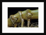 Phyllostachys aurea (golden bamboo, fish-pole bamboo) - rhizome bud by Anonymous