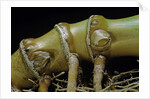 Phyllostachys aurea (golden bamboo, fish-pole bamboo) - rhizome bud by Anonymous