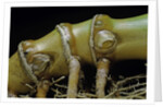 Phyllostachys aurea (golden bamboo, fish-pole bamboo) - rhizome bud by Anonymous