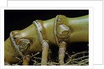 Phyllostachys aurea (golden bamboo, fish-pole bamboo) - rhizome bud by Anonymous