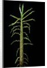 Phyllostachys aurea (golden bamboo, fish-pole bamboo) - shoot by Anonymous
