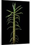 Phyllostachys aurea (golden bamboo, fish-pole bamboo) - shoot by Anonymous