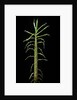 Phyllostachys aurea (golden bamboo, fish-pole bamboo) - shoot by Anonymous