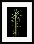 Phyllostachys aurea (golden bamboo, fish-pole bamboo) - shoot by Anonymous