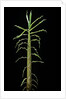 Phyllostachys aurea (golden bamboo, fish-pole bamboo) - shoot by Anonymous
