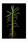 Phyllostachys aurea (golden bamboo, fish-pole bamboo) - shoot by Anonymous