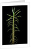 Phyllostachys aurea (golden bamboo, fish-pole bamboo) - shoot by Anonymous