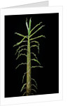 Phyllostachys aurea (golden bamboo, fish-pole bamboo) - shoot by Anonymous