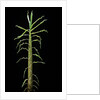 Phyllostachys aurea (golden bamboo, fish-pole bamboo) - shoot by Anonymous