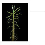 Phyllostachys aurea (golden bamboo, fish-pole bamboo) - shoot by Anonymous