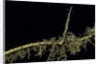 Phyllostachys aurea (golden bambou, fish-pole bamboo) - shoot on rhizome by Anonymous