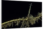 Phyllostachys aurea (golden bambou, fish-pole bamboo) - shoot on rhizome by Anonymous