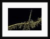 Phyllostachys aurea (golden bambou, fish-pole bamboo) - shoot on rhizome by Anonymous