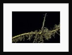 Phyllostachys aurea (golden bambou, fish-pole bamboo) - shoot on rhizome by Anonymous