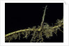 Phyllostachys aurea (golden bambou, fish-pole bamboo) - shoot on rhizome by Anonymous