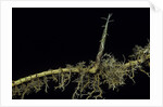 Phyllostachys aurea (golden bambou, fish-pole bamboo) - shoot on rhizome by Anonymous