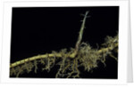 Phyllostachys aurea (golden bambou, fish-pole bamboo) - shoot on rhizome by Anonymous