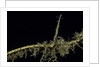 Phyllostachys aurea (golden bambou, fish-pole bamboo) - shoot on rhizome by Anonymous