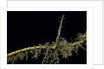 Phyllostachys aurea (golden bambou, fish-pole bamboo) - shoot on rhizome by Anonymous