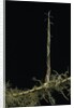 Phyllostachys aurea (golden bambou, fish-pole bamboo) - shoot on rhizome by Anonymous