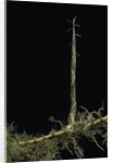 Phyllostachys aurea (golden bambou, fish-pole bamboo) - shoot on rhizome by Anonymous