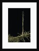 Phyllostachys aurea (golden bambou, fish-pole bamboo) - shoot on rhizome by Anonymous