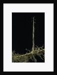 Phyllostachys aurea (golden bambou, fish-pole bamboo) - shoot on rhizome by Anonymous