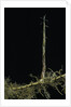 Phyllostachys aurea (golden bambou, fish-pole bamboo) - shoot on rhizome by Anonymous