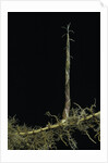 Phyllostachys aurea (golden bambou, fish-pole bamboo) - shoot on rhizome by Anonymous