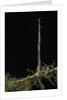 Phyllostachys aurea (golden bambou, fish-pole bamboo) - shoot on rhizome by Anonymous