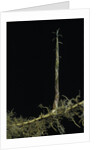 Phyllostachys aurea (golden bambou, fish-pole bamboo) - shoot on rhizome by Anonymous