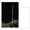 Phyllostachys aurea (golden bambou, fish-pole bamboo) - shoot on rhizome by Anonymous