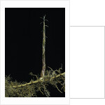 Phyllostachys aurea (golden bambou, fish-pole bamboo) - shoot on rhizome by Anonymous