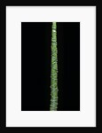 Phyllostachys aurea (golden bamboo, fish-pole bamboo) by Anonymous
