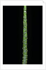 Phyllostachys aurea (golden bamboo, fish-pole bamboo) by Anonymous