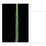 Phyllostachys aurea (golden bamboo, fish-pole bamboo) by Anonymous