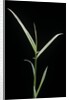Phyllostachys aurea 'Albovariegata' (golden bamboo, fish-pole bamboo) by Anonymous