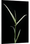 Phyllostachys aurea 'Albovariegata' (golden bamboo, fish-pole bamboo) by Anonymous
