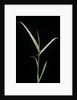 Phyllostachys aurea 'Albovariegata' (golden bamboo, fish-pole bamboo) by Anonymous