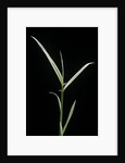 Phyllostachys aurea 'Albovariegata' (golden bamboo, fish-pole bamboo) by Anonymous