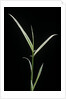 Phyllostachys aurea 'Albovariegata' (golden bamboo, fish-pole bamboo) by Anonymous