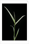 Phyllostachys aurea 'Albovariegata' (golden bamboo, fish-pole bamboo) by Anonymous