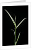 Phyllostachys aurea 'Albovariegata' (golden bamboo, fish-pole bamboo) by Anonymous