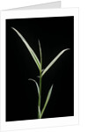 Phyllostachys aurea 'Albovariegata' (golden bamboo, fish-pole bamboo) by Anonymous