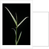 Phyllostachys aurea 'Albovariegata' (golden bamboo, fish-pole bamboo) by Anonymous