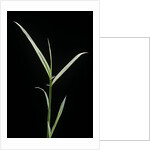 Phyllostachys aurea 'Albovariegata' (golden bamboo, fish-pole bamboo) by Anonymous